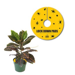 High Yield Products Lock Down Pad 1 1/2 in 15/pk