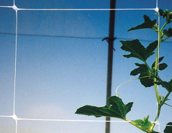 TENAX Hortonova Trellis 7.8ftx100 feet White